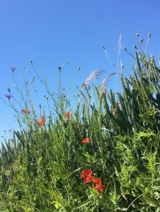 Nachbars Blumen