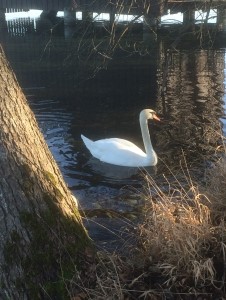 Hallwilersee