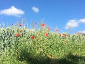 Nachbars Blumen-1